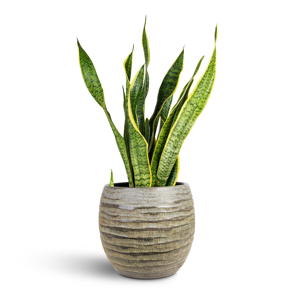 Manuel Plant Pot - Shiny Thyme