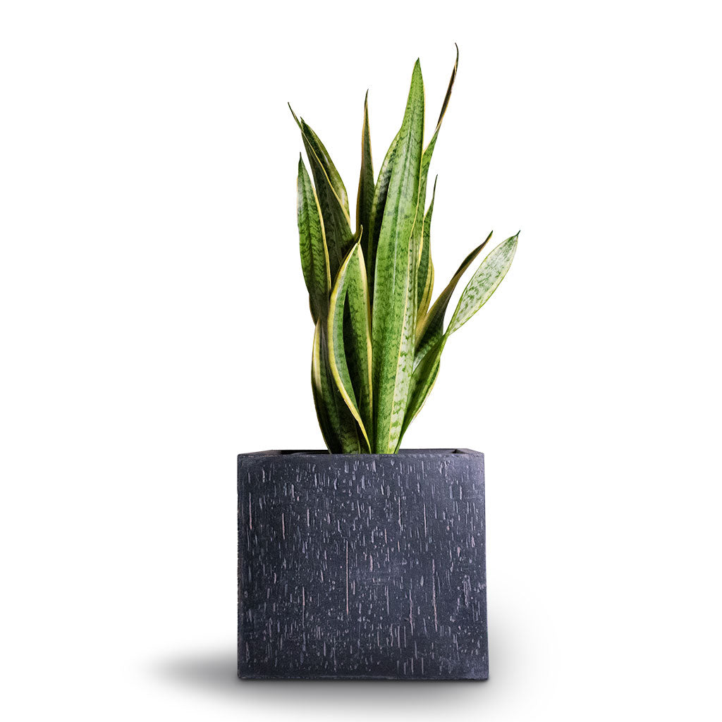 Raindrop Cube Planter - Large Plant Display
