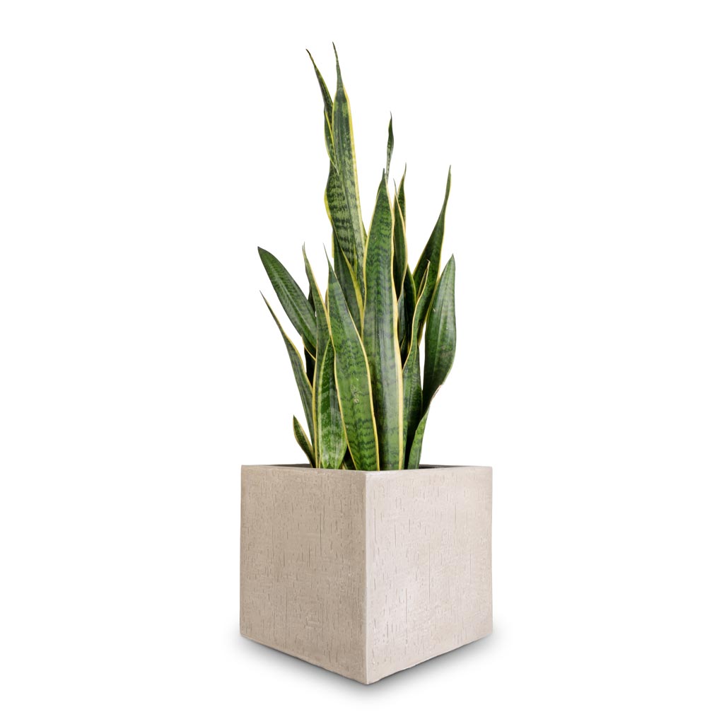 Raindrop Cube Planter - XL Plant Display