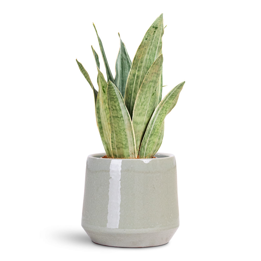 Common Plant Pot - Shiny Olive
