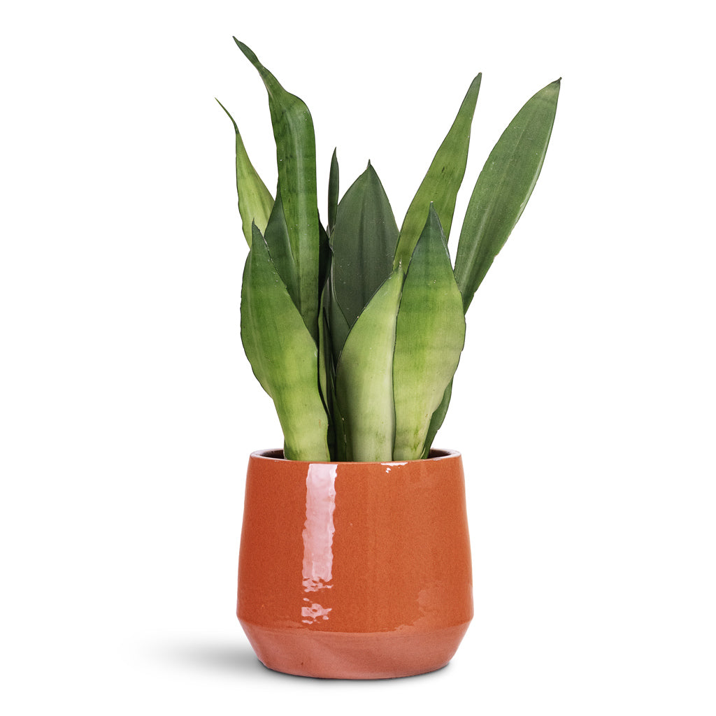 Common Plant Pot - Shiny Brick