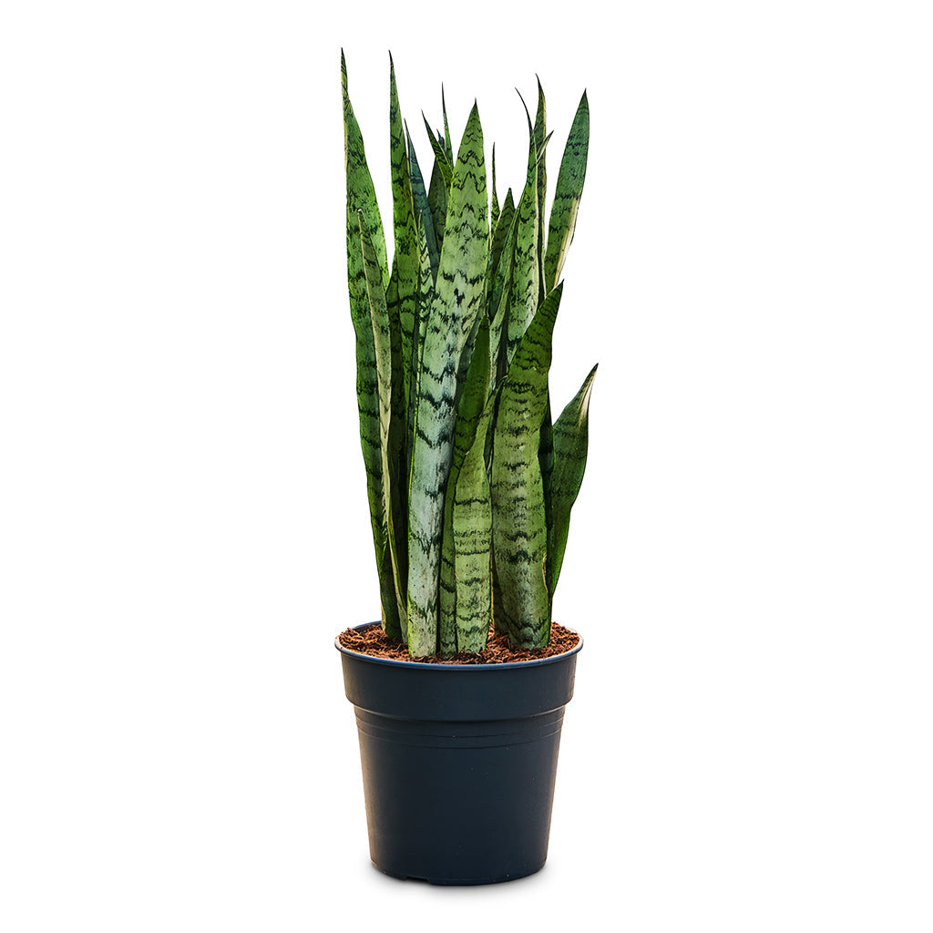 Sansevieria trifasciata Silver Mist - Snake Plant