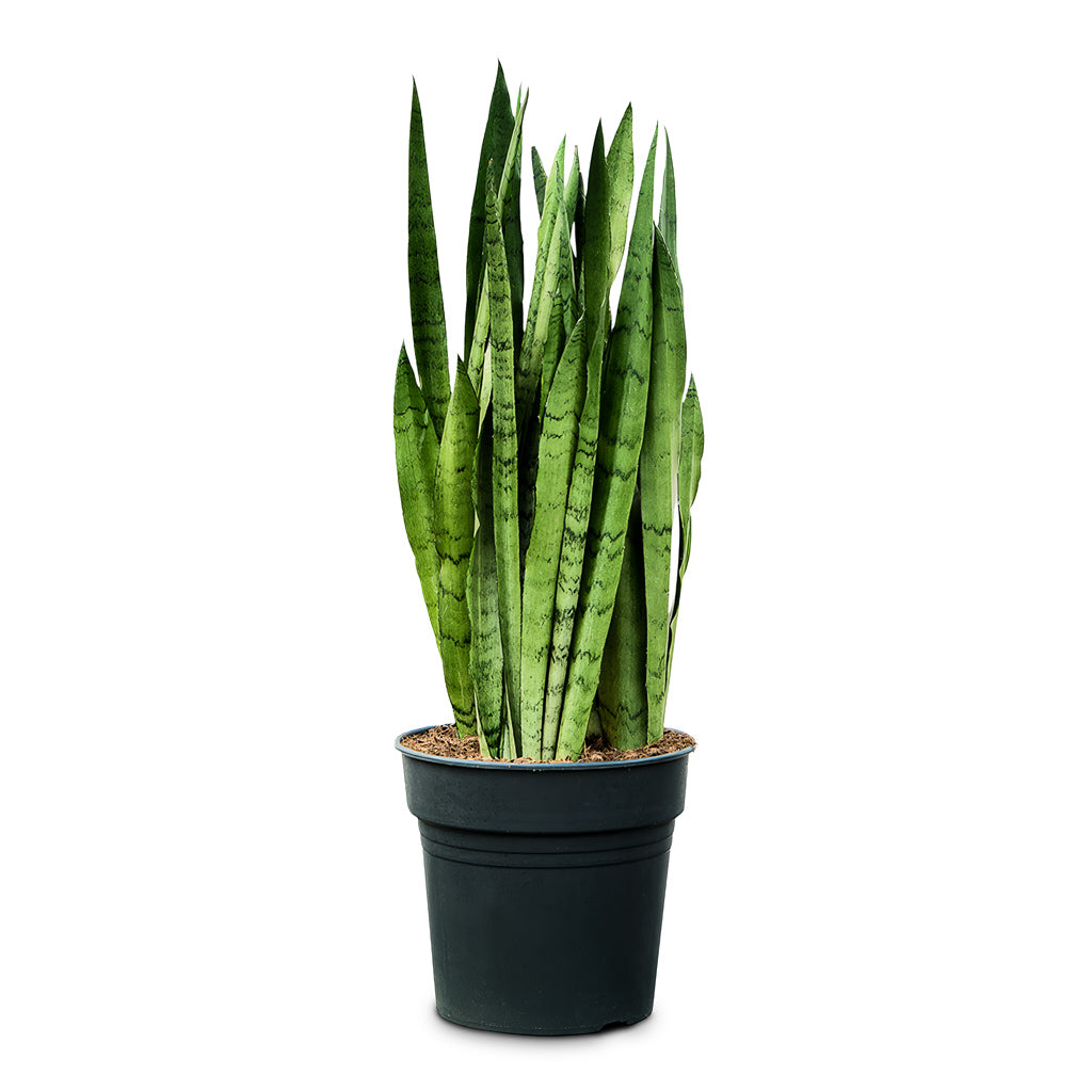 Sansevieria trifasciata Silver Mist - Snake Plant