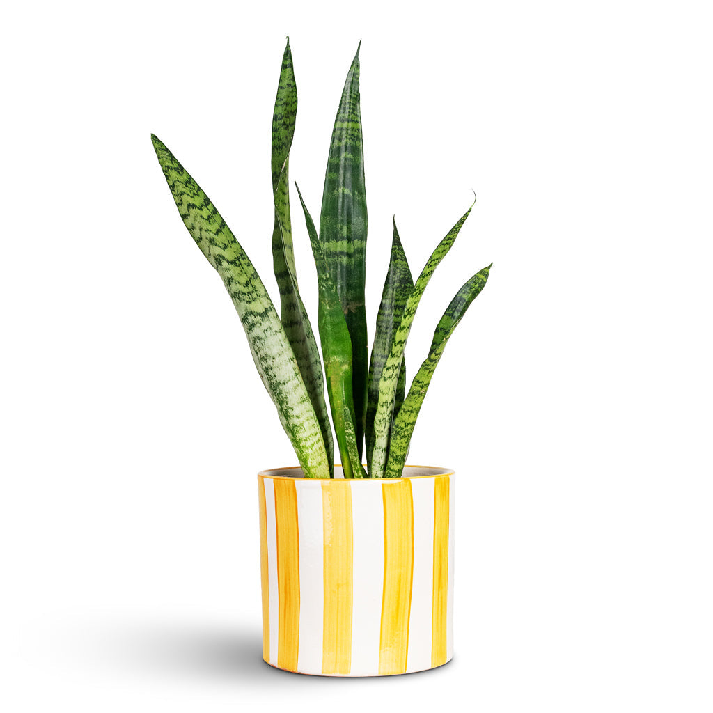 Paros Painted Plant Pot - Yellow Stripe