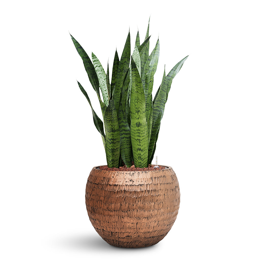 Opus Hammered Globe Planter - Large Plant Display