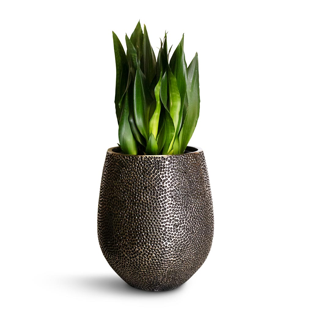 Opus Hit Darcy Planter - Large Plant Display