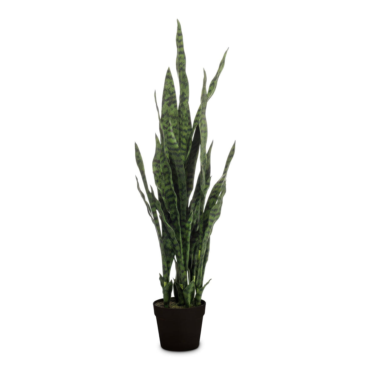 Sansevieria zeylanica - Snake Plant - Potted - Artificial