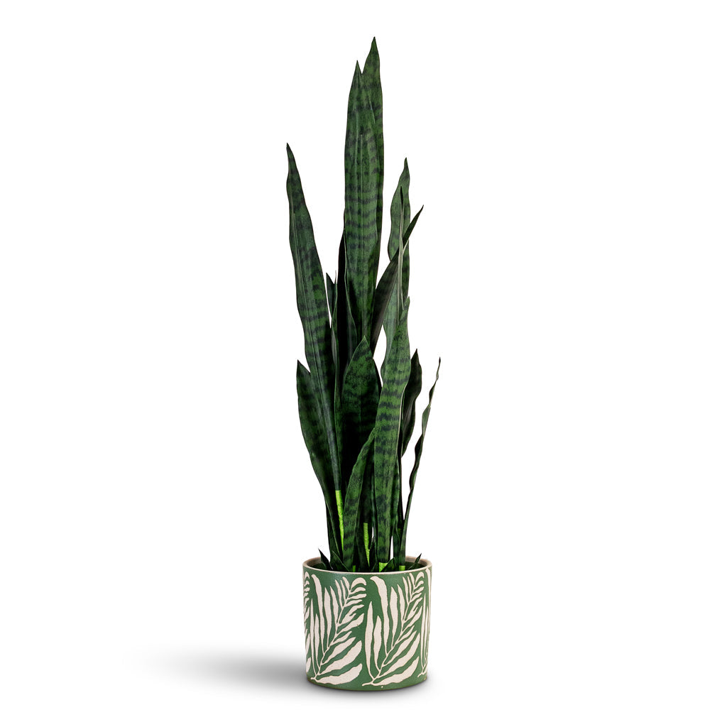 Sansevieria zeylanica - Snake Plant - Potted - Artificial
