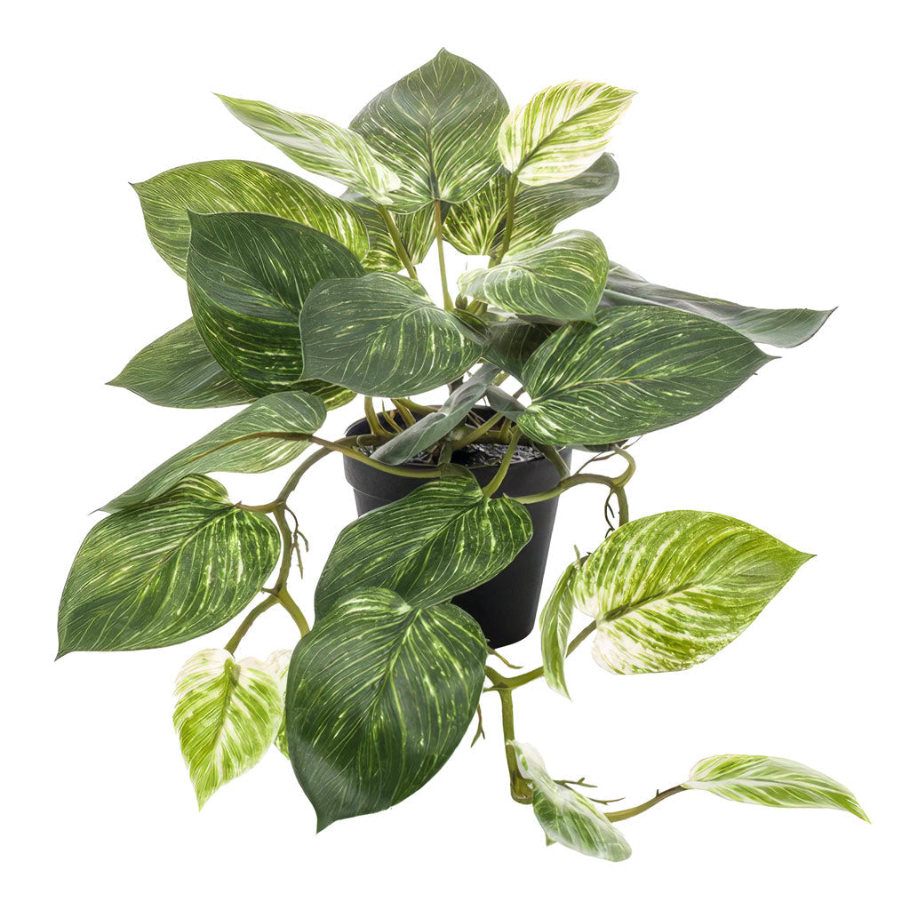 Scindapsus Bush - Green White - Potted - Artificial