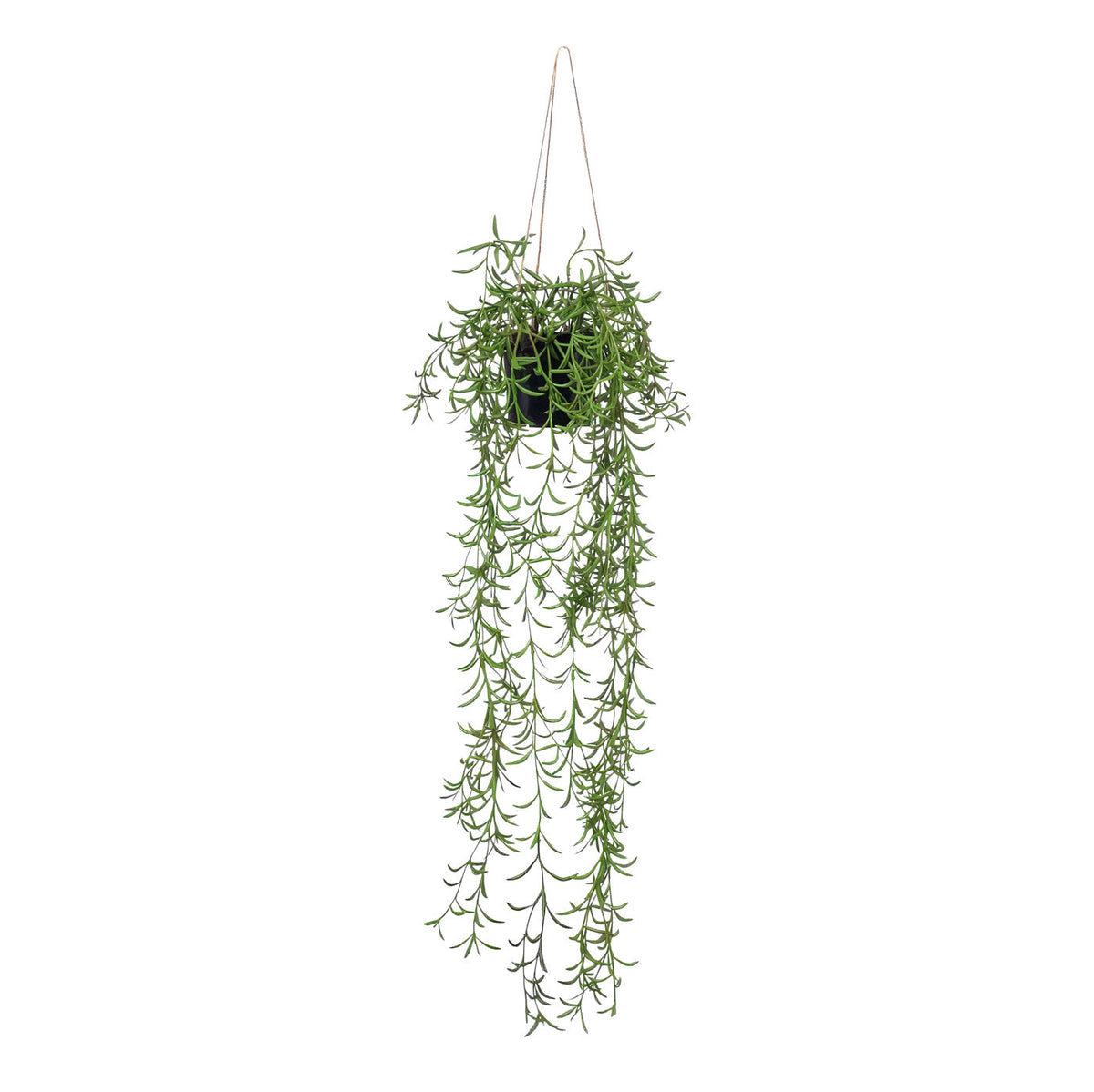 Senecio - String of Bananas Hanging Bush - Potted - Artificial