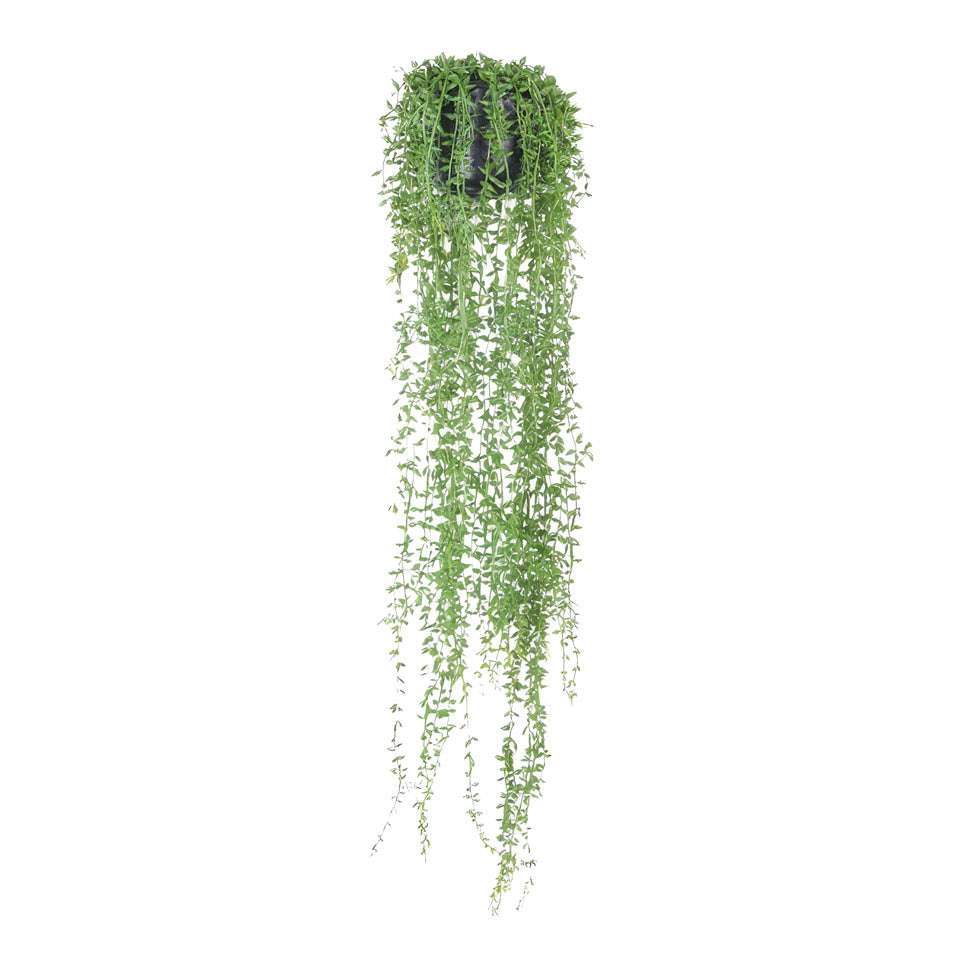 Senecio - String of Pearls Hanging Bush - Potted - Artificial