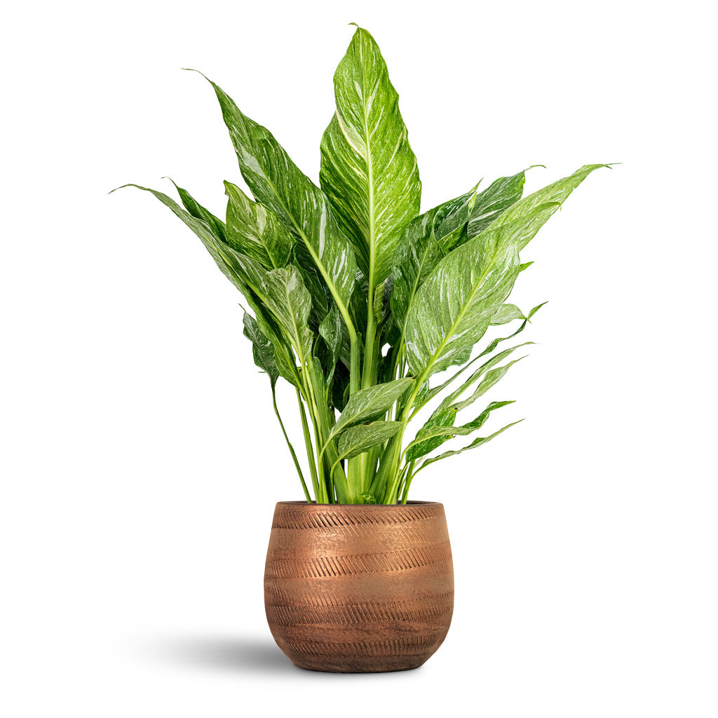 Joey Plant Pot - Shiny Copper