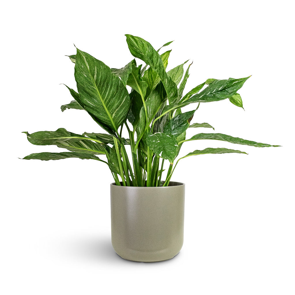 Lisbon Plant Pot - Greige