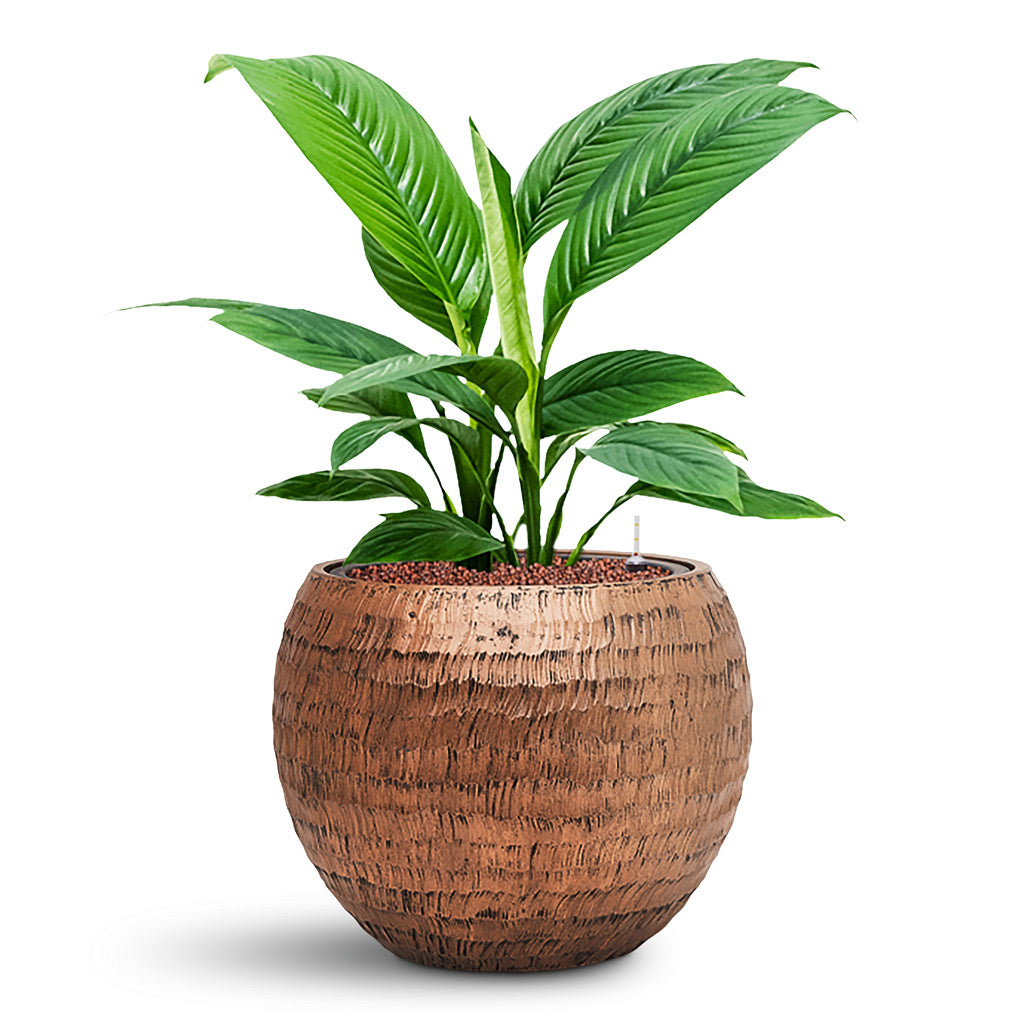 Opus Hammered Globe Planter - Large Plant Display