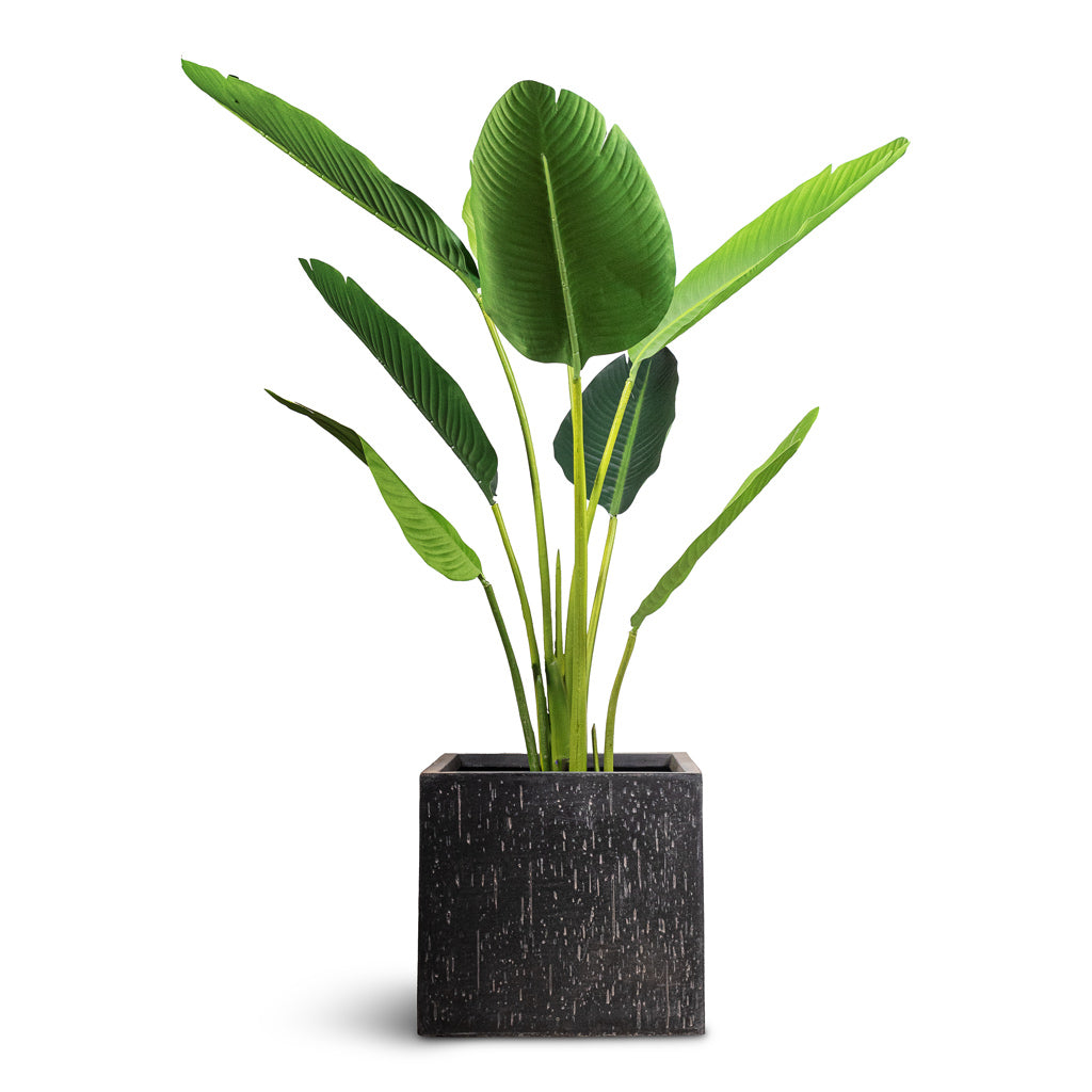 Raindrop Cube Planter - Large Plant Display