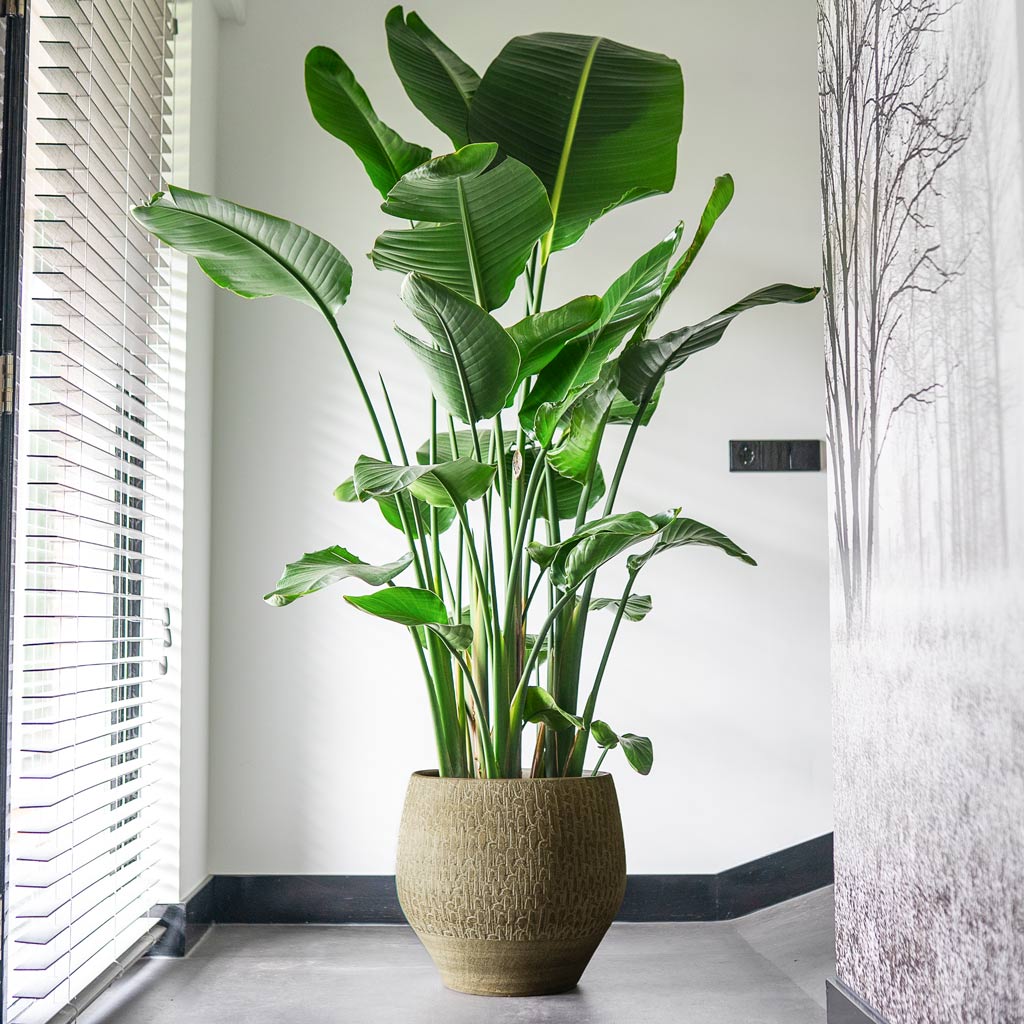 Rafael Plant Pot - Olive