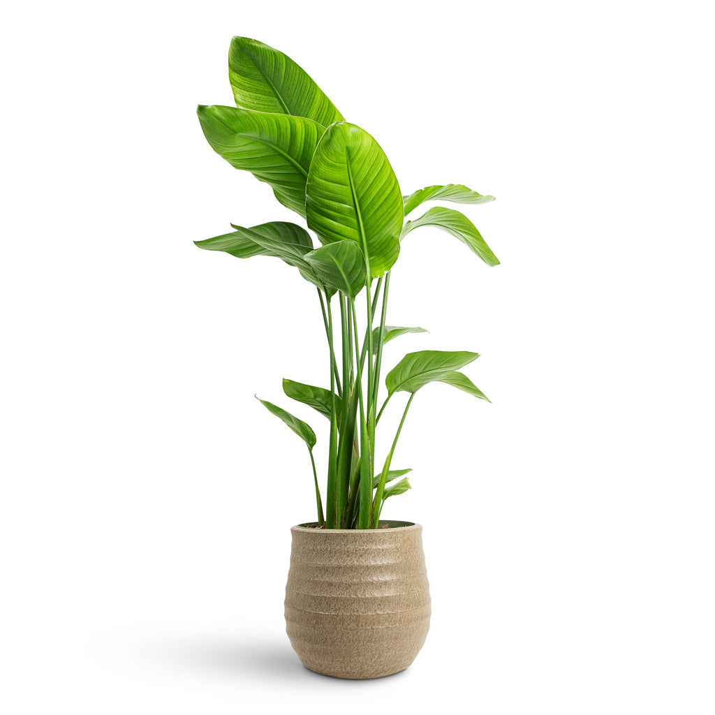 Devon Plant Pot - Beige Honeycomb
