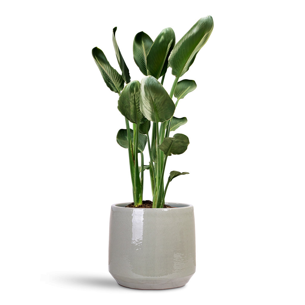 Common Plant Pot - Shiny Olive