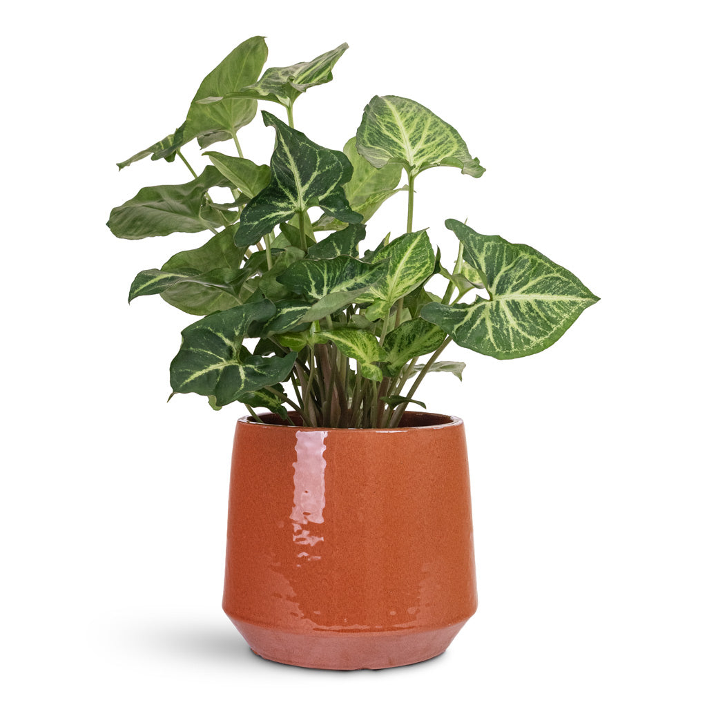 Common Plant Pot - Shiny Brick
