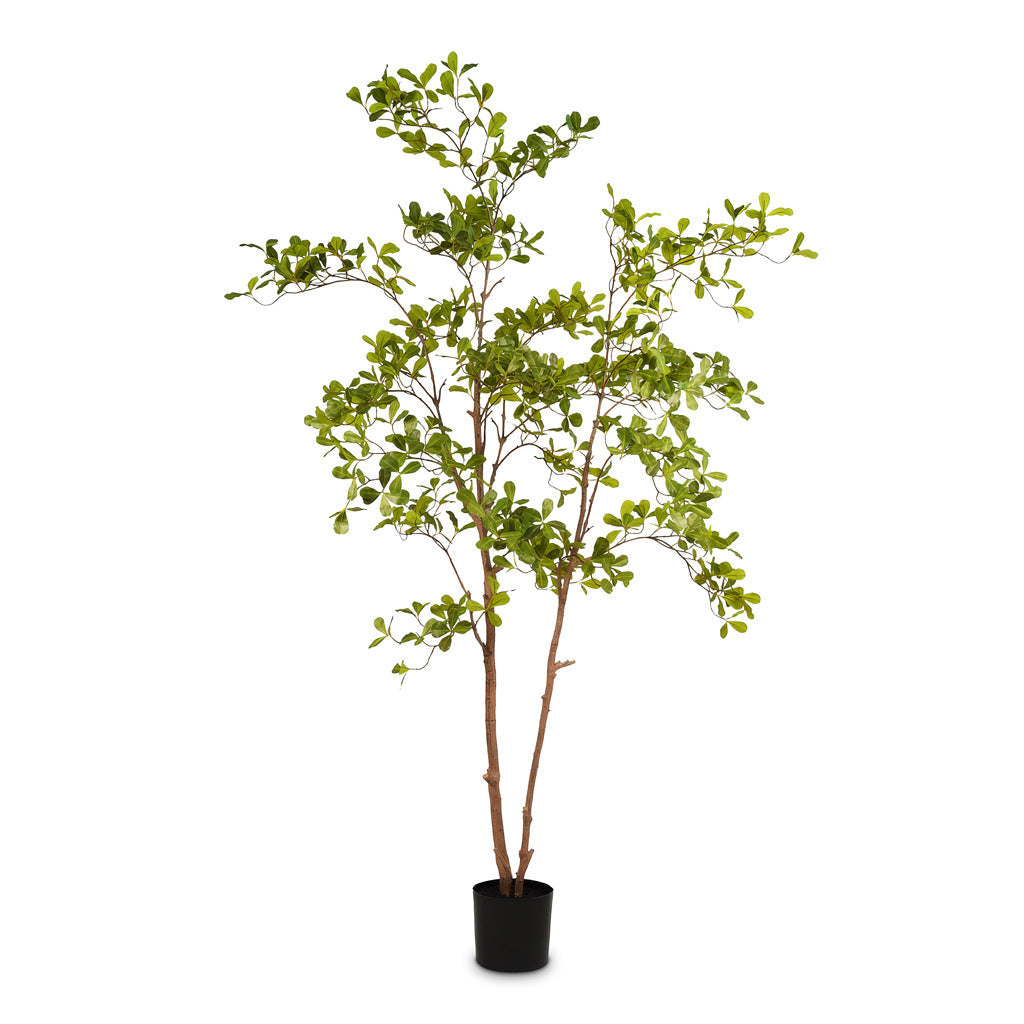 Terminalia Tree - Potted - Artificial