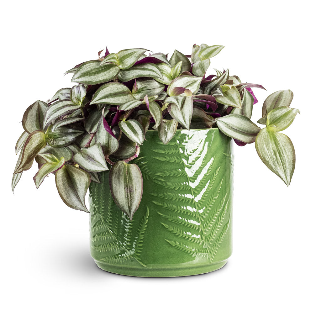 Orla Fern Plant Pot - Emerald