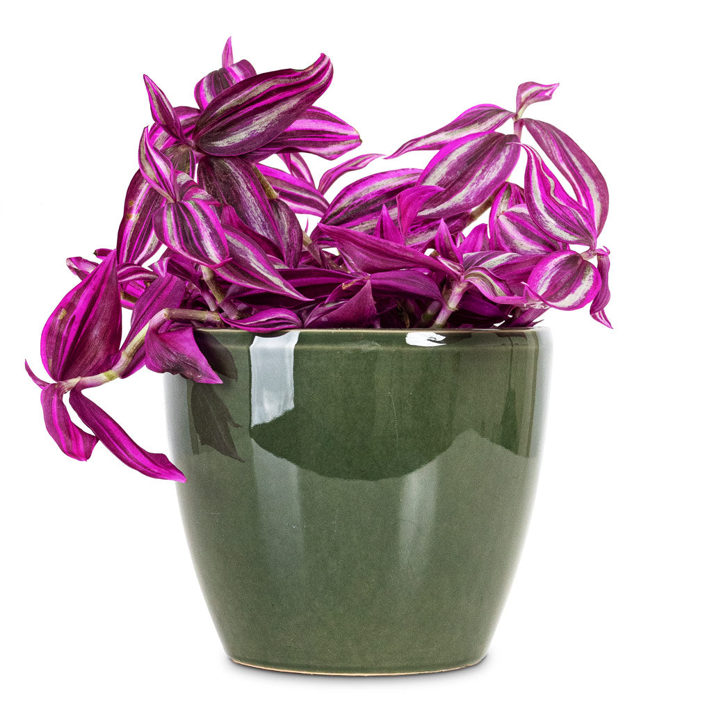 Tradescantia zebrina - Pink Paradise