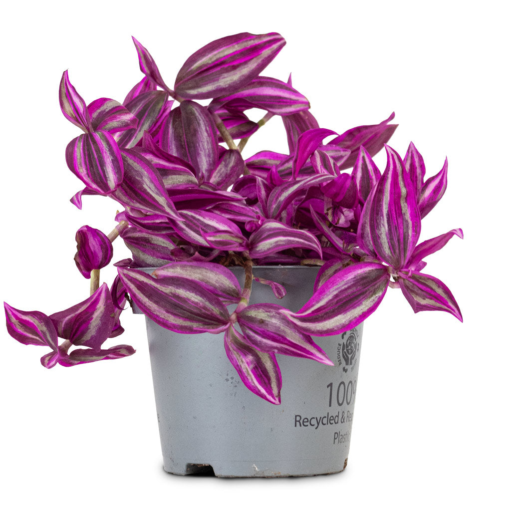 Tradescantia zebrina - Pink Paradise