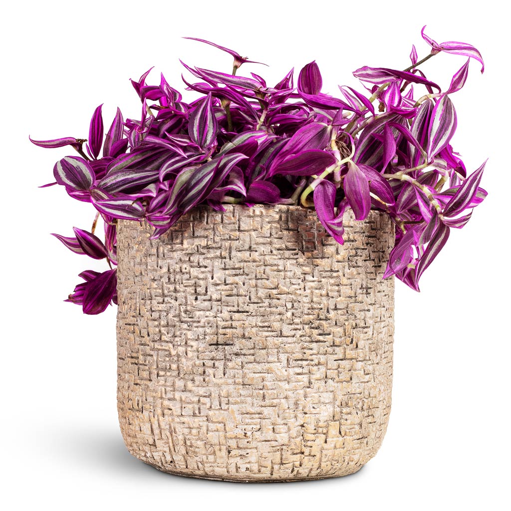 Tradescantia zebrina - Pink Paradise