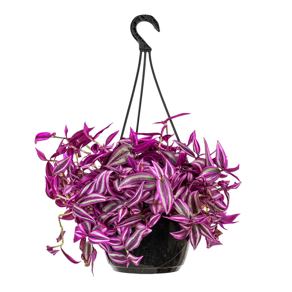 Tradescantia zebrina - Pink Paradise