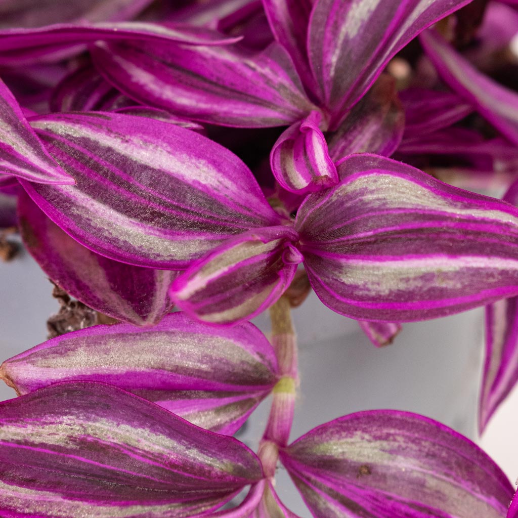 Tradescantia zebrina - Pink Paradise