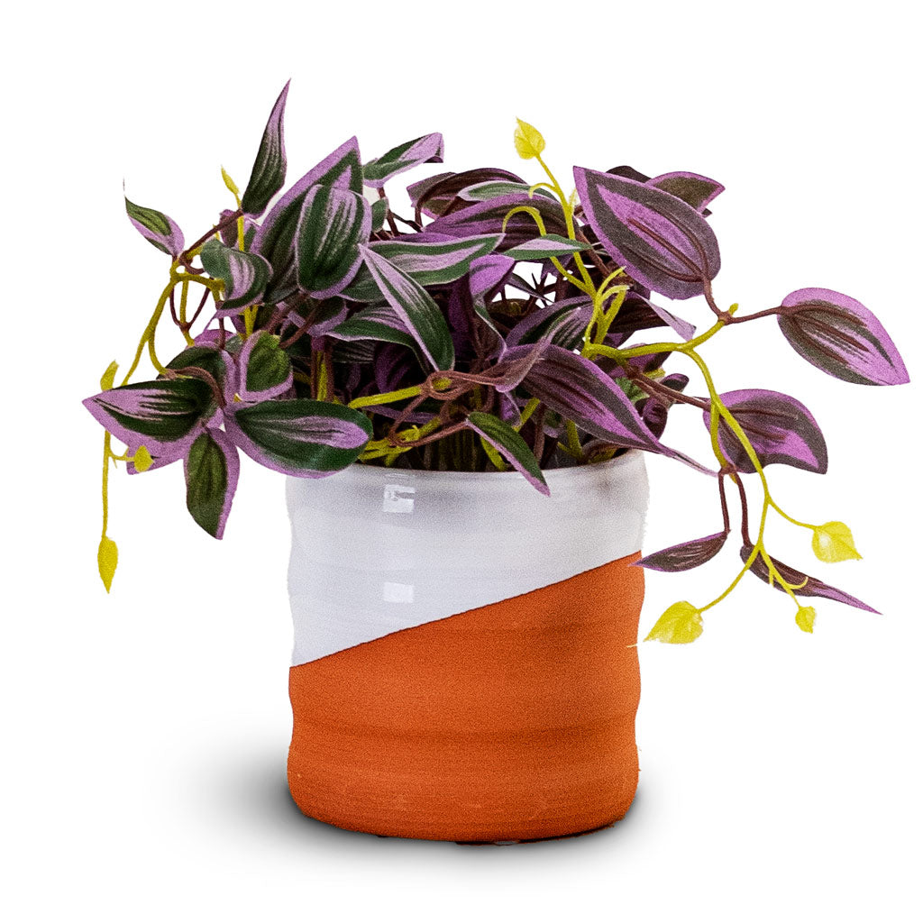 Tradescantia zebrina - Potted - Artificial