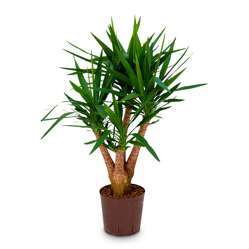 Yucca - Branched - HydroCare