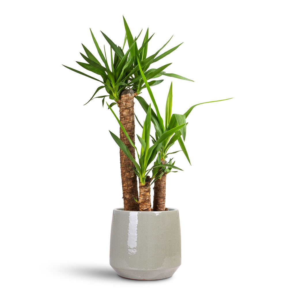 Common Plant Pot - Shiny Olive