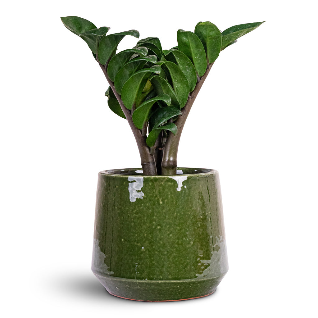 Common Plant Pot - Shiny Emerald