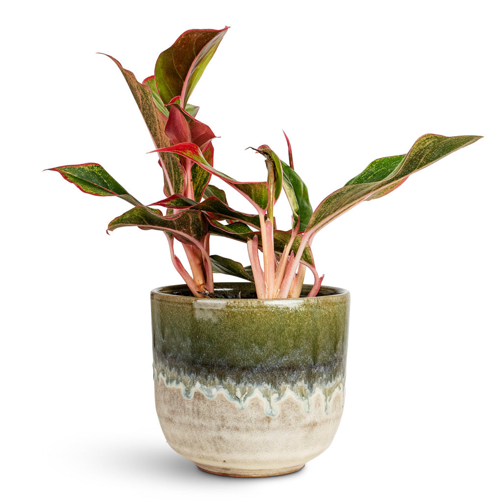 Rowe Glaze Plant Pot - Olive Wash