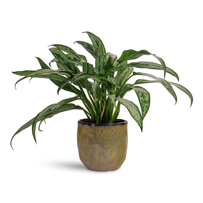 Brian Plant Pot - Marrakesh