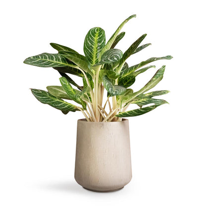Raindrop Tube High Round Planter - XL Plant Display