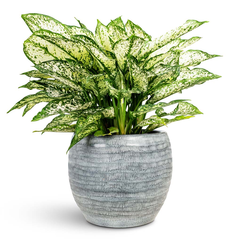 Manuel Plant Pot - Shiny Grey