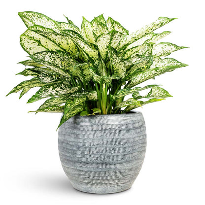 Manuel Plant Pot - Shiny Grey