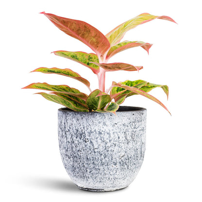 Aglaonema Salmon Fantasy - Chinese Evergreen