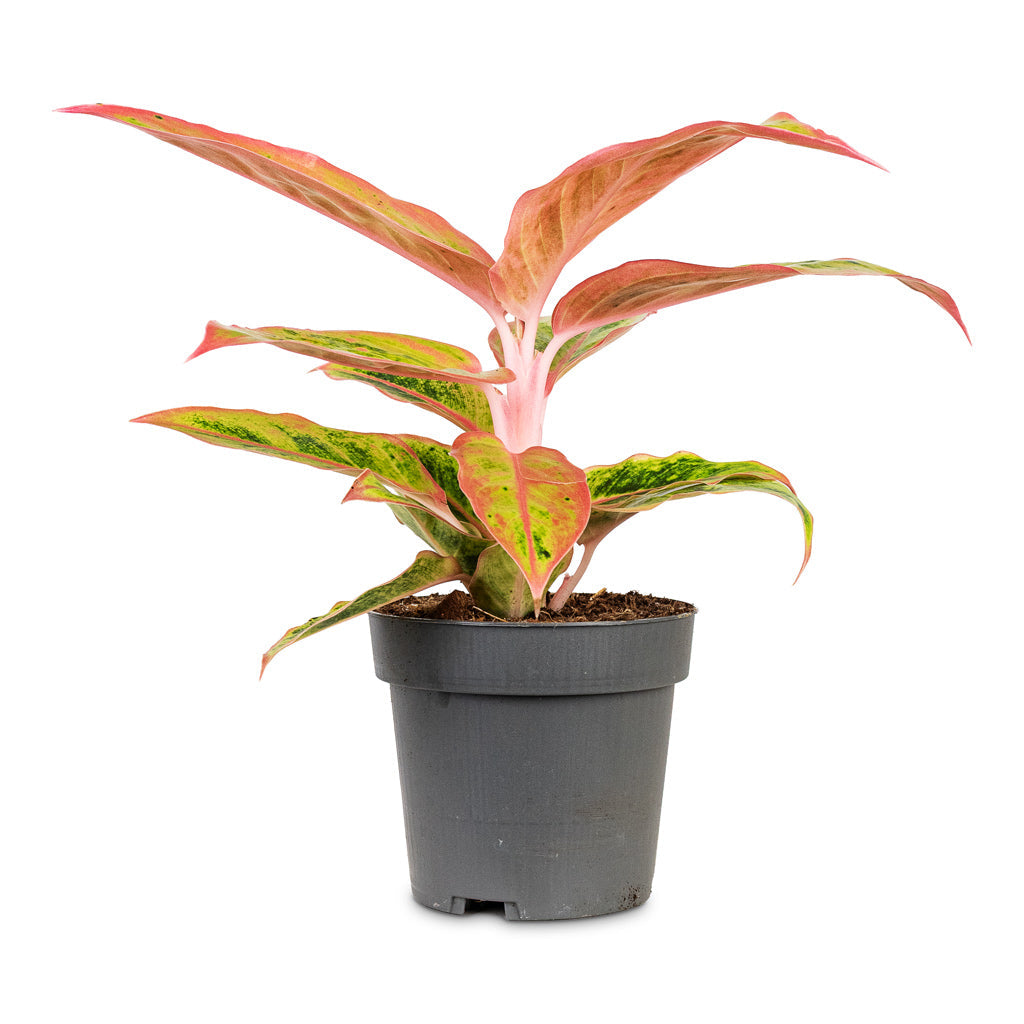 Aglaonema Salmon Fantasy - Chinese Evergreen