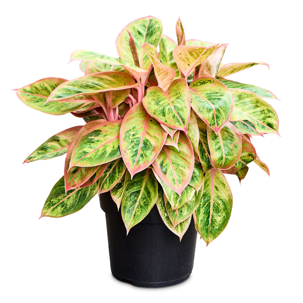 Aglaonema Salmon Fantasy - Chinese Evergreen