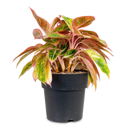 Aglaonema Salmon Fantasy - Chinese Evergreen