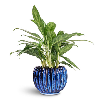 Cassie Plant Pot - Kobalt
