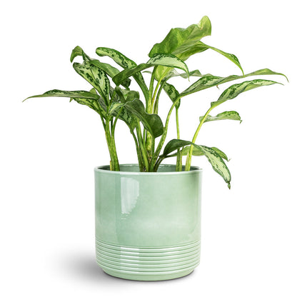 Munich Plant Pot - Green Gloss