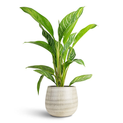 Esra Plant Pot - Concrete