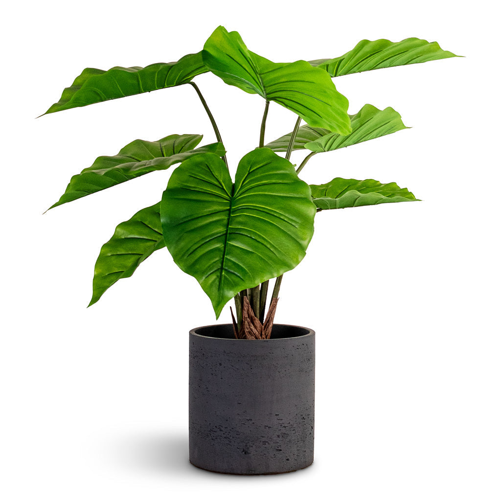 Alocasia Portodora - Upright Elephant Ear - Potted - Artificial