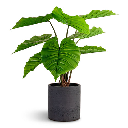 Alocasia Portodora - Upright Elephant Ear - Potted - Artificial