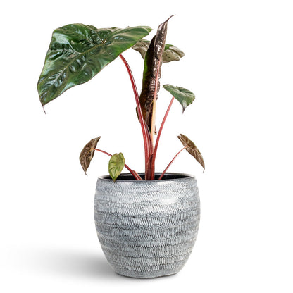 Manuel Plant Pot - Shiny Grey