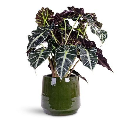 Common Plant Pot - Shiny Emerald